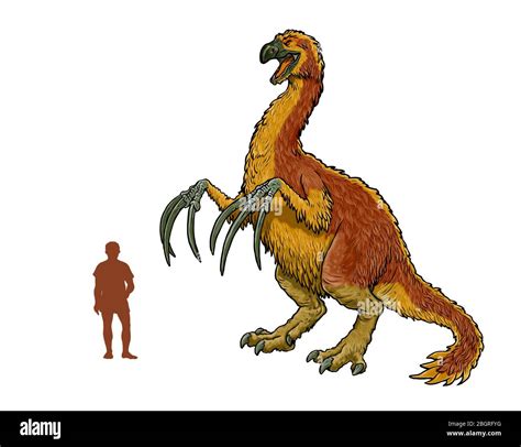 therizinosaurus compared to human.